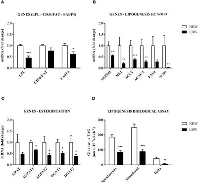 Intrauterine food restriction impairs the lipogenesis process in the mesenteric adipocytes from low-birth-weight rats into adulthood